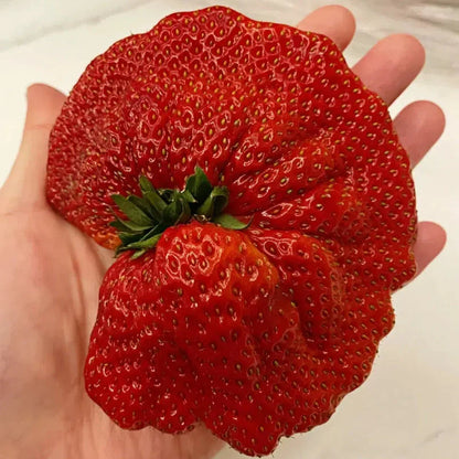 🏆75K+ SOLD! Rare Giant Strawberry Seeds 🍓 Grow Huge, Easy to grow-TJY