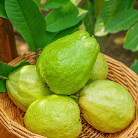🔥 (New Harvest) Organic Pink Guava Seeds | 🌿Pre-Primed for High Germination (99% Germination)-XA
