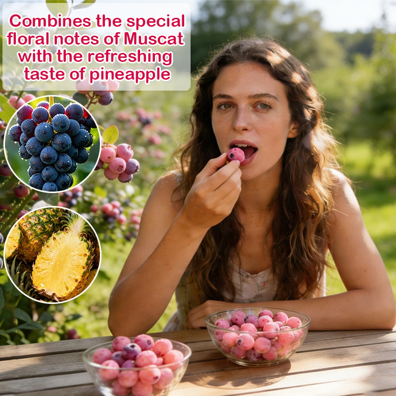 💟Premium Pink Blueberry Seeds-ABB8