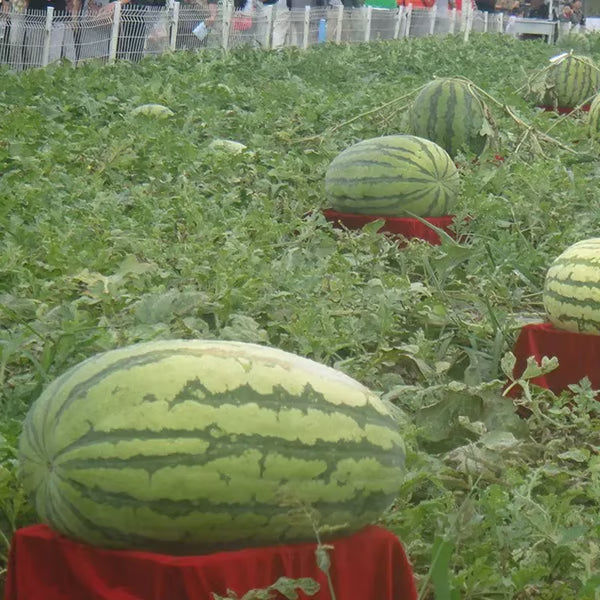 🔥 (New Harvest)🔥🍉Lazy Man's Watermelon Seeds| 🌿Pre-Primed for High Germination (99% Germination)-TJY