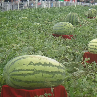🔥 (New Harvest)🔥🍉Lazy Man's Watermelon Seeds| 🌿Pre-Primed for High Germination (99% Germination)-TJY