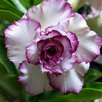 🎁Desert Rose Bulbs🌵Super easy care! 🌸 Adenium Obesum Bulbs - A926
