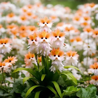 🔥Amazing Plants! 🌈🐱Cat's Eye Dazzle Flower-W18