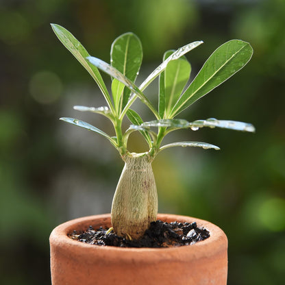 ✨Desert Rose Seeds🌹Heat-Resistant✨-923