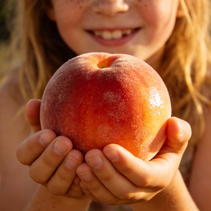 🔥 65K+ SOLD! 🍑 Heirloom "Honey Red" Dwarf Peach Tree Live Seeds-ABB8