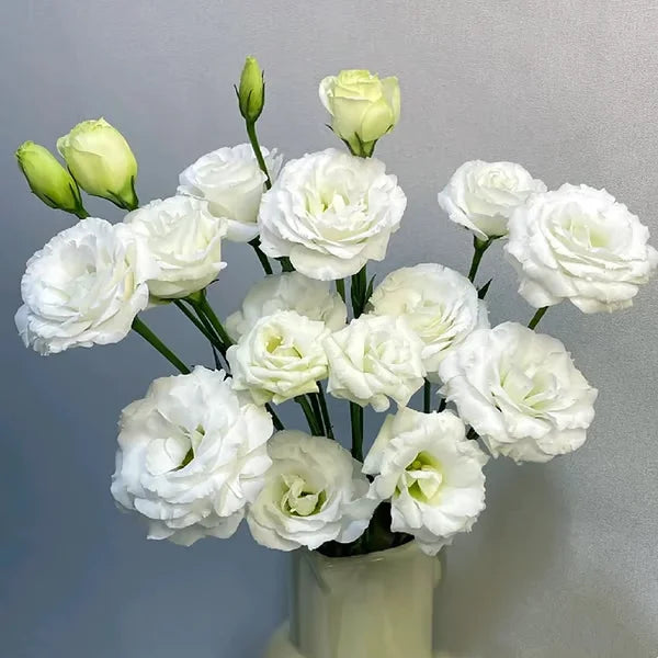 🏆65K+ SOLD!🔥🌺Low-maintenance Lisianthus Flower Seeds🌈TJY