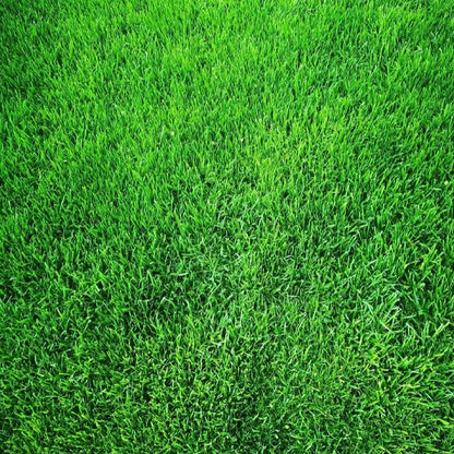 🌱 Evergreen dwarf grass seed for four seasons | Create your perfect lawn here-923