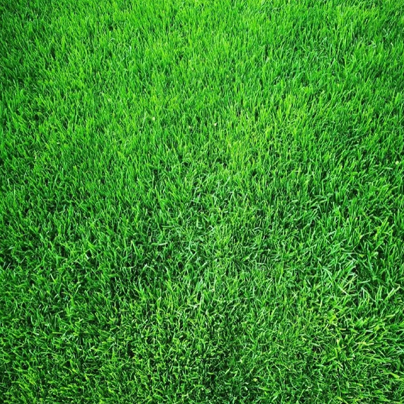 🌱 Evergreen dwarf grass seed for four seasons | Create your perfect lawn here-W18