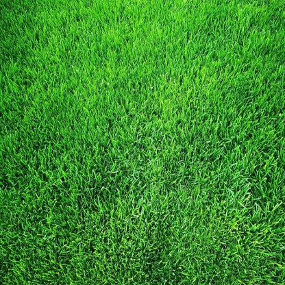 🌱 Evergreen dwarf grass seed for four seasons | Create your perfect lawn here-W18