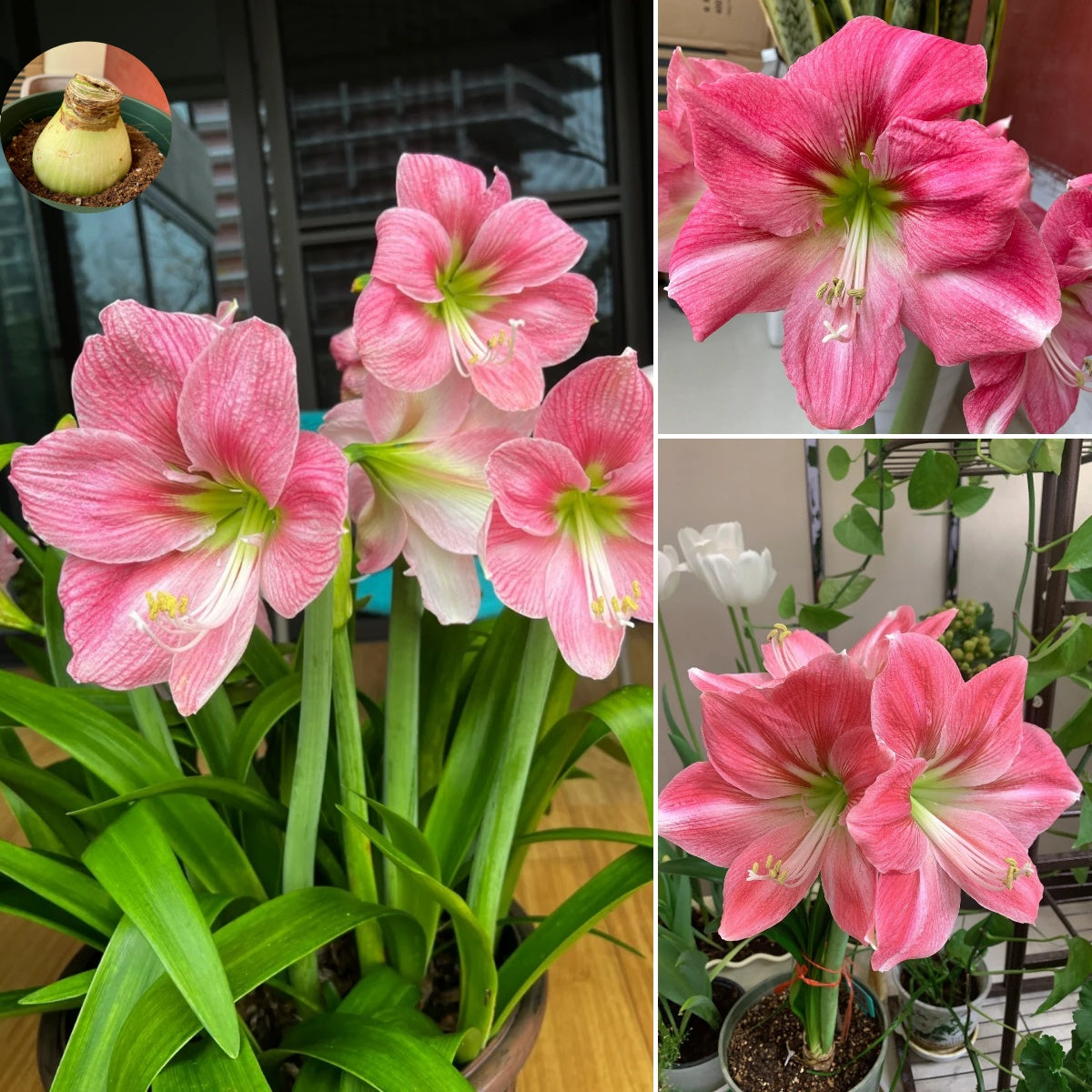 🎉Hot Sale🌷Amaryllis Bulbs-The Magical Fairy Garden of Your Dreams-ABB8