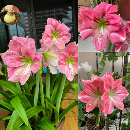 🎉Hot Sale🌷Amaryllis Bulbs-The Magical Fairy Garden of Your Dreams-ABB8