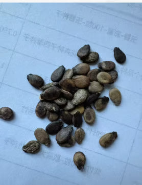 🔥 (New Harvest)🔥🍉Lazy Man's Watermelon Seeds| 🌿Pre-Primed for High Germination (99% Germination)-TJY