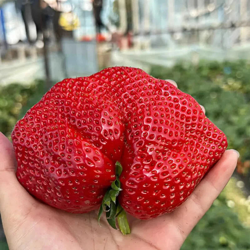 🏆75K+ SOLD! Rare Giant Strawberry Seeds 🍓 Grow Huge, Easy to grow-TJY
