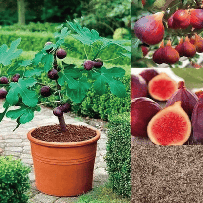🏆65K+ SOLD!🌿Fig Seeds– Easy To Grow On Your Patio And Balcony At Home-923