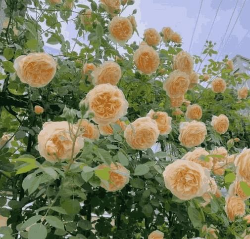 🌸 Spring flowers are preferred🌿🌸Climbing Rose Seeds 60+ Multicolour seeds🌿-TJY