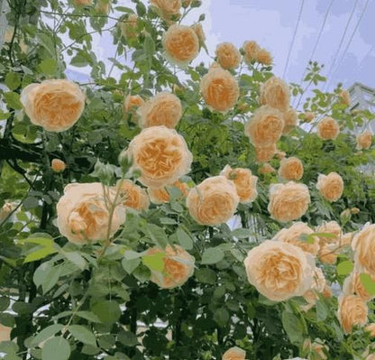 🌸 Spring flowers are preferred🌿🌸Climbing Rose Seeds 60+ Multicolour seeds🌿-TJY