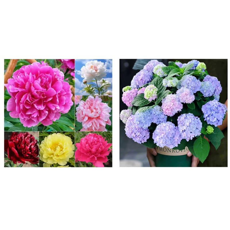 🔥LAST DAY 45% OFF🌺THE QUEEN OF FLOWERS—DOUBLE PETALED PIANI-923