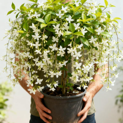 🏆Plus de 75 000 exemplaires vendus !🌿🌱Graines de jasmin non OGM : Semis à quatre saisons, fleurs aux senteurs douces et fraîches🌸-923