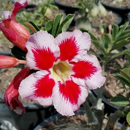 🎁Desert Rose Bulbs🌵Super easy care! 🌸 Adenium Obesum Bulbs - A926