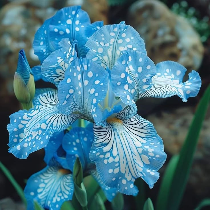 ⚜️Rare Tall Bearded Iris🌸 (Premium Rhizome Variety)-ABB8