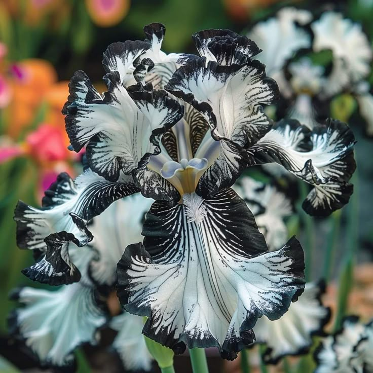 ⚜️Rare Tall Bearded Iris🌸 (Premium Rhizome Variety)-ABB8