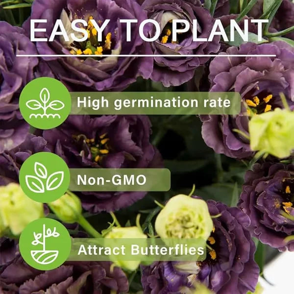 🏆65K+ SOLD!🔥🌺Low-maintenance Lisianthus Flower Seeds🌈TJY