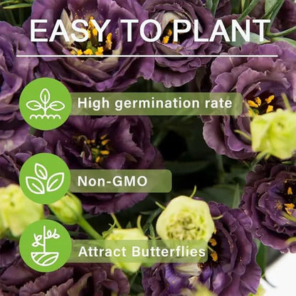🏆65K+ SOLD!🔥🌺Low-maintenance Lisianthus Flower Seeds🌈TJY
