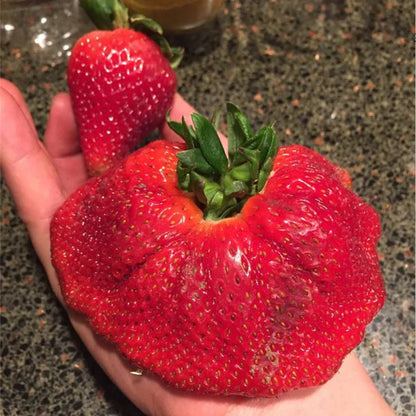 🏆75K+ SOLD! Rare Giant Strawberry Seeds 🍓 Grow Huge, Easy to grow-TJY