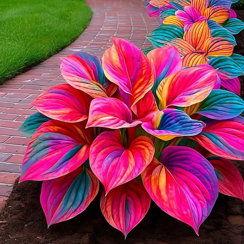🏆65K+ SOLD!🌿Giant Hosta Seeds – Massive Leaves, Perfect for Deep Shade Borders & Ground Cover-INT
