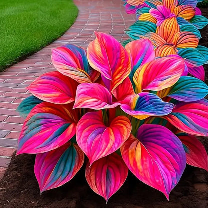 🏆65K+ SOLD!🌿Giant Hosta Seeds – Massive Leaves, Perfect for Deep Shade Borders & Ground Cover-INT