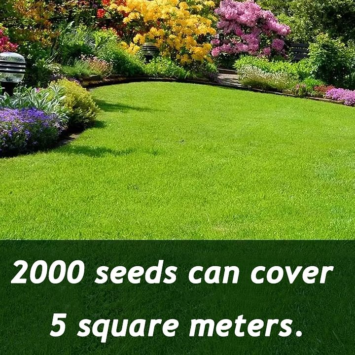 🌱 Evergreen dwarf grass seed for four seasons | Create your perfect lawn here-923