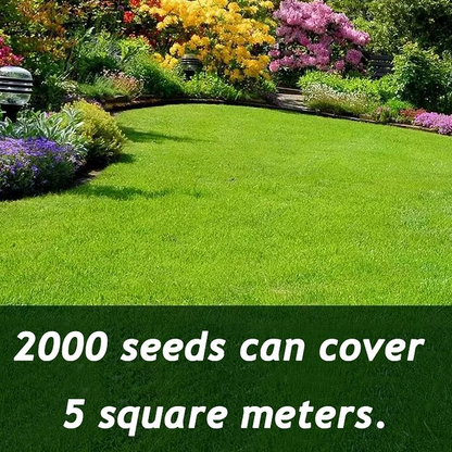 🌱 Evergreen dwarf grass seed for four seasons | Create your perfect lawn here-923