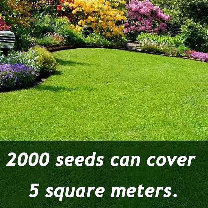 🌱 Evergreen dwarf grass seed for four seasons | Create your perfect lawn here-W18