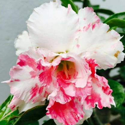 🎁Desert Rose Bulbs🌵Super easy care! 🌸 Adenium Obesum Bulbs - A926