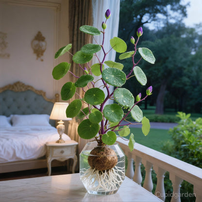 🎈🪴Red rattan Stephania Erecta: The strongest houseplant for lazy people🌿-923