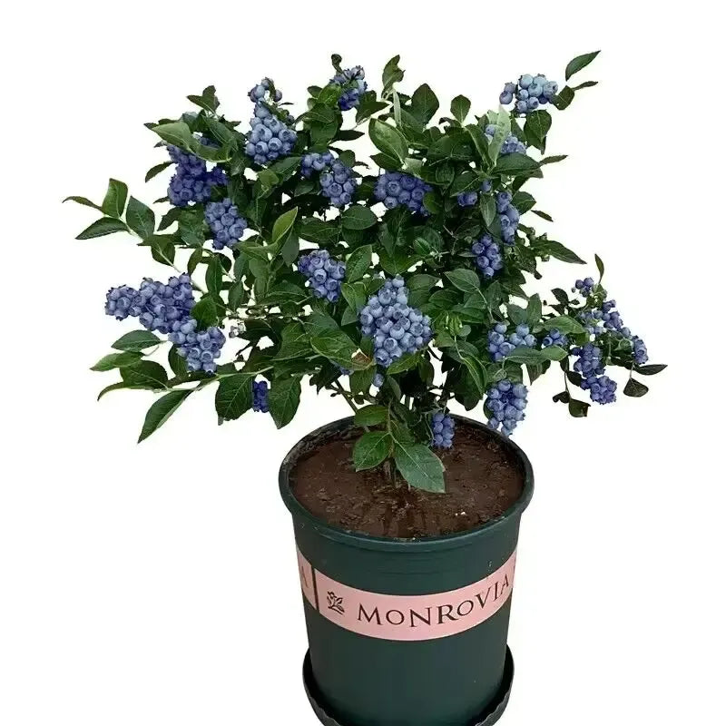 🎉King of Berries🎉 - Giant Blueberry Fruit Seeds - Four Seasons Plants-923