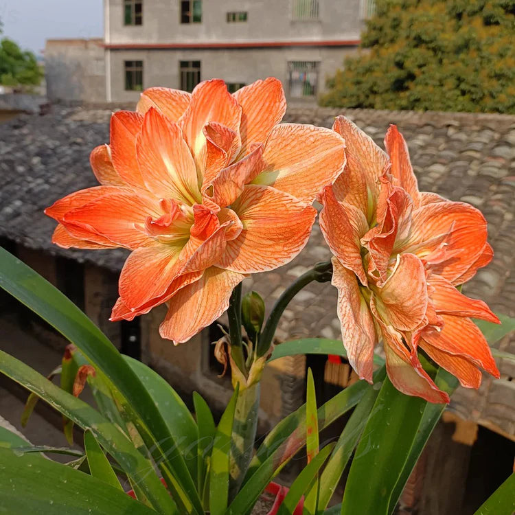 🌸Hot Sale!!🌸 – 🌿Double-Flowered Amaryllis Bulbs / Large Flowers / Easy to Grow-TJY