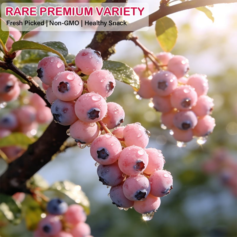 💟Premium Pink Blueberry Seeds-ABB8