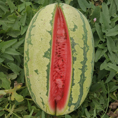 🔥 (New Harvest)🔥🍉Lazy Man's Watermelon Seeds| 🌿Pre-Primed for High Germination (99% Germination)-TJY