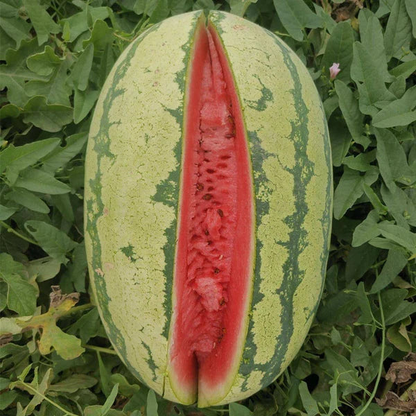 🔥🔥New Year 70% Off--🍉Lazy Man's Watermelon Seeds-W18
