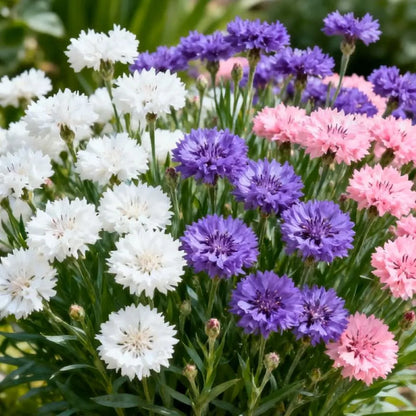 🌱Premium Cornflower Seeds(Assorted Colors)🌸-GD