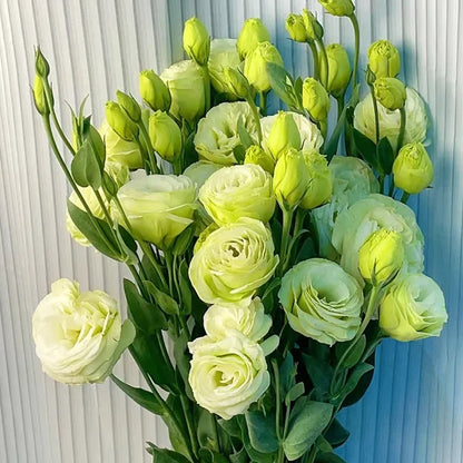 🏆65K+ SOLD!🔥🌺Low-maintenance Lisianthus Flower Seeds🌈TJY