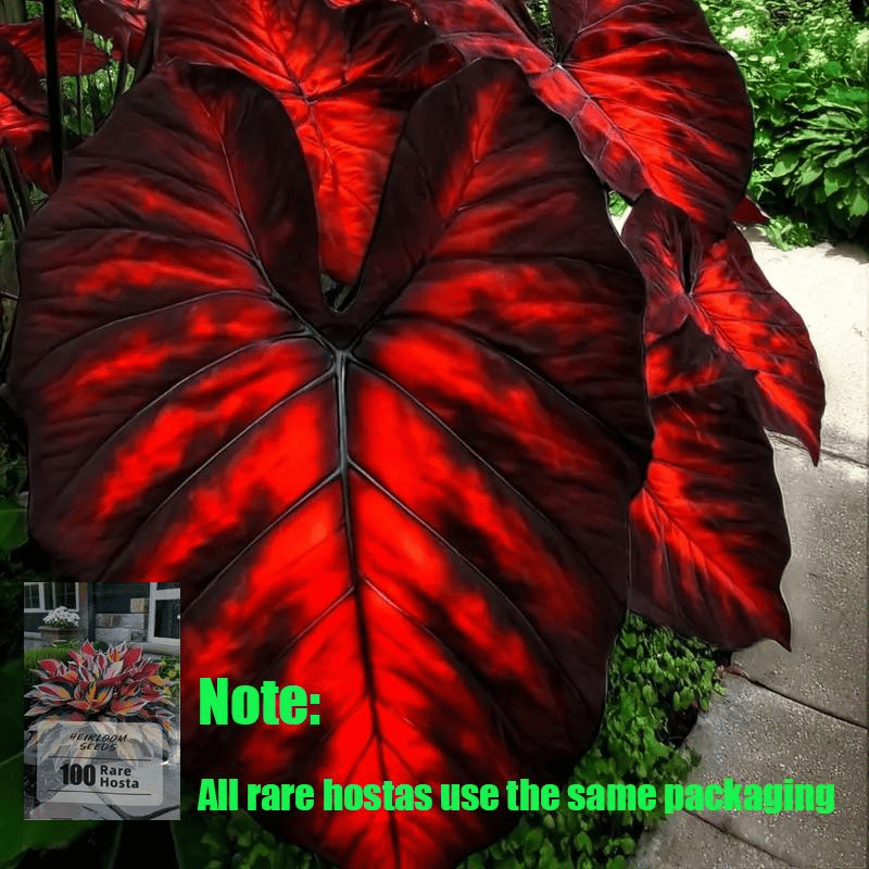 🍃 Rare Hosta seeds, ideal for perennial shade garden ornamental foliage, suitable for outdoor landscaping🌿-923