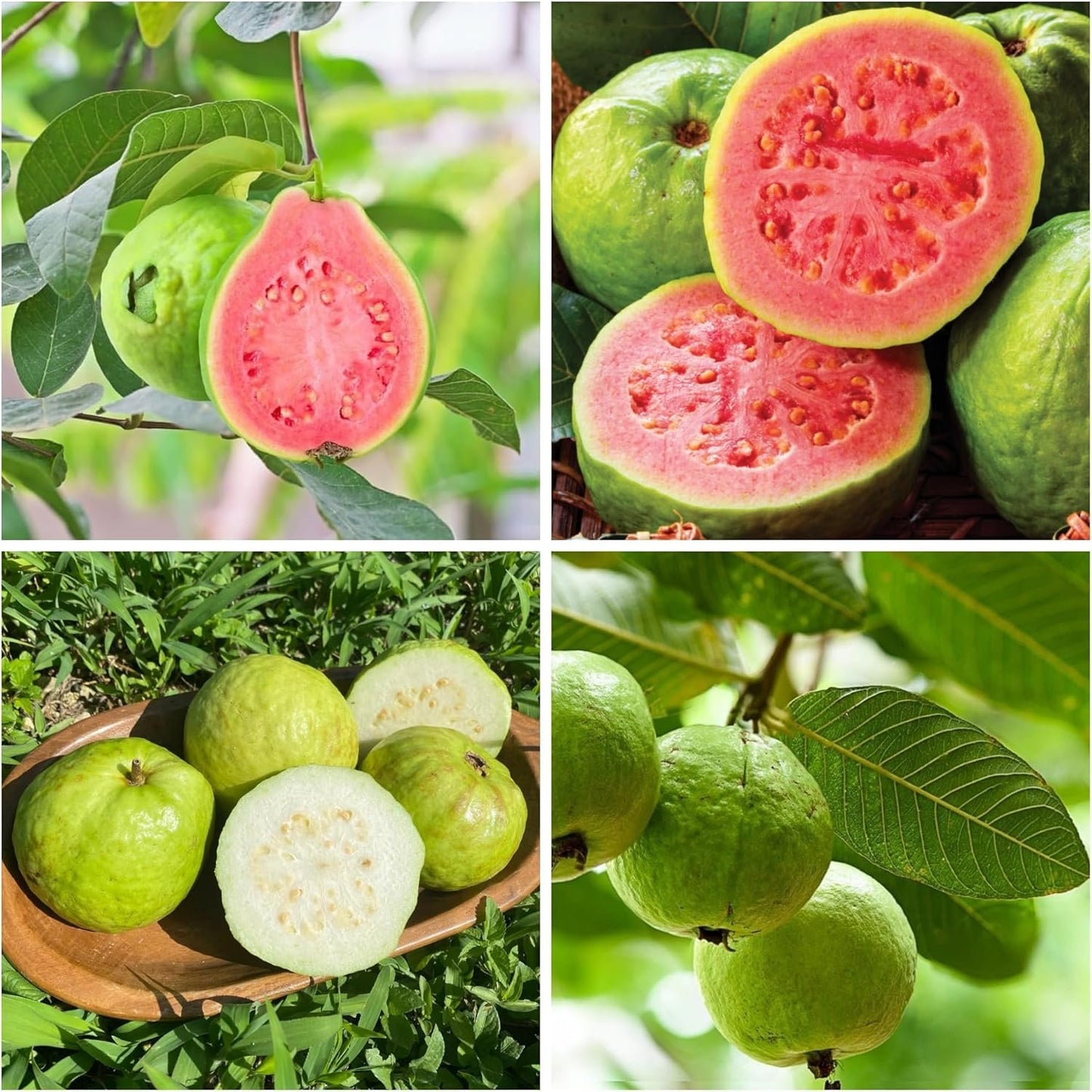 🔥 (New Harvest) Organic Pink Guava Seeds | 🌿Pre-Primed for High Germination (99% Germination)-XA