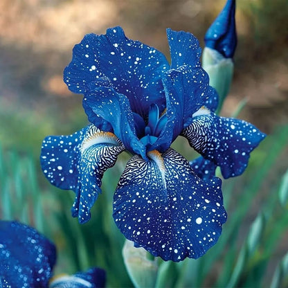 ⚜️Rare Tall Bearded Iris🌸 (Premium Rhizome Variety)-ABB8