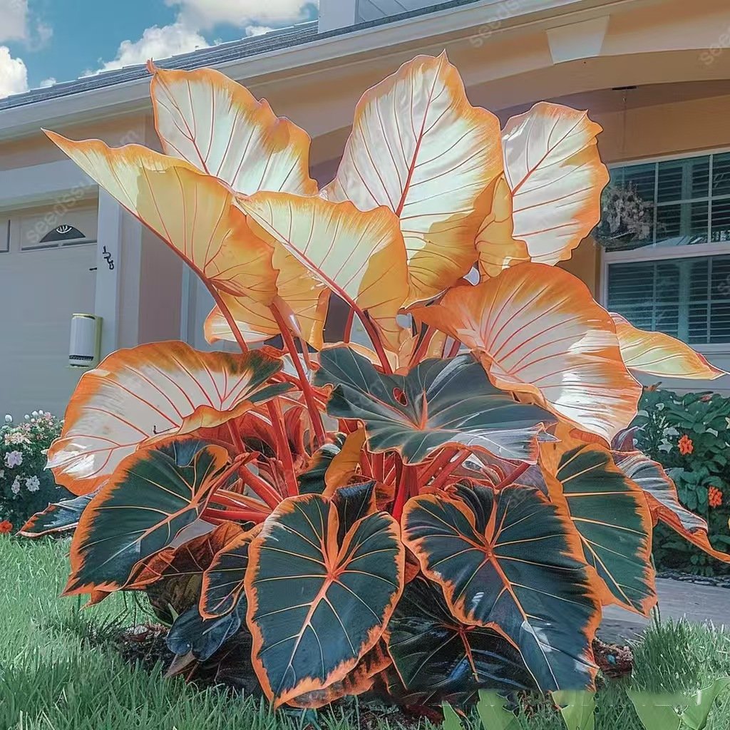 🍃 Rare Hosta seeds, ideal for perennial shade garden ornamental foliage, suitable for outdoor landscaping🌿-923