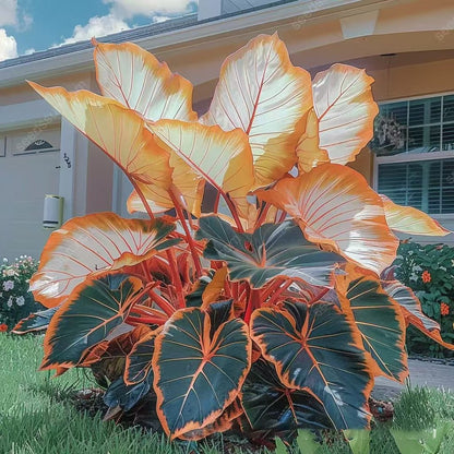🍃 Rare Hosta seeds, ideal for perennial shade garden ornamental foliage, suitable for outdoor landscaping🌿-923