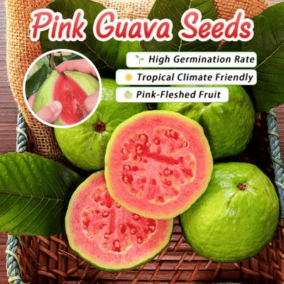 🔥 (New Harvest) Organic Pink Guava Seeds | 🌿Pre-Primed for High Germination (99% Germination)-923