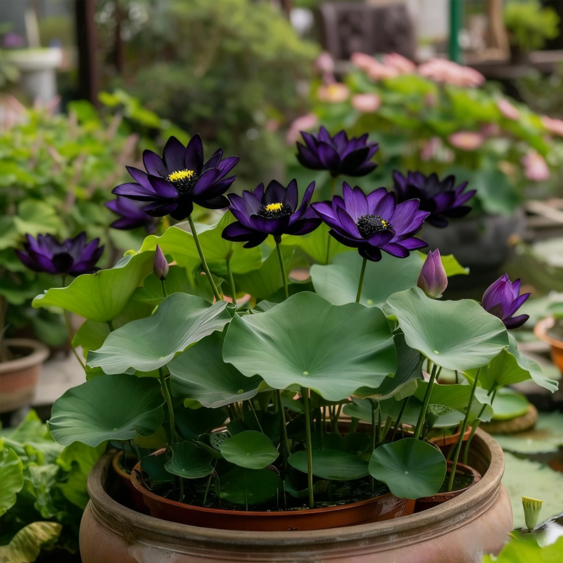 💮Midnight Purple Lotus Seeds-A-923