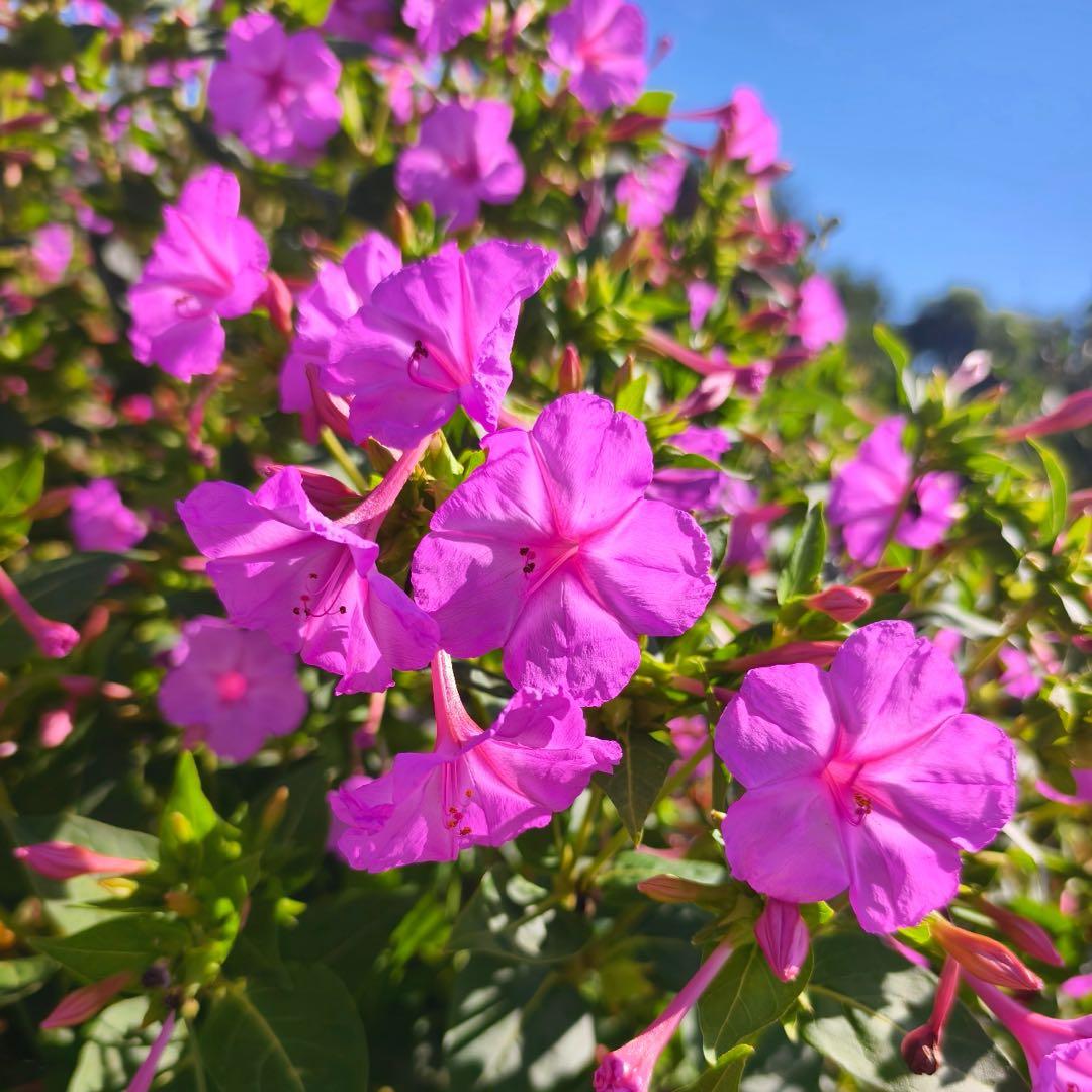 🏆Plus de 75 000 exemplaires vendus !🌿🌱Graines de jasmin non OGM : Semis à quatre saisons, fleurs aux senteurs douces et fraîches🌸-923